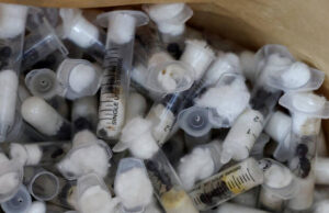 Belgian Teenagers Charged for Wildlife Piracy in Kenya After Arrest with 5,000 Ants Belgian Teenagers Charged for Wildlife Piracy in Kenya After Arrest with 5,000 Ants