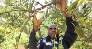 Murang’a Officials Head to US and China in Hunt for Bigger Markets for Coffee, Avocado, and Tea Murang’a Officials Head to US and China