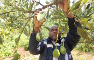 Murang’a Officials Head to US and China in Hunt for Bigger Markets for Coffee, Avocado, and Tea Murang’a Officials Head to US and China