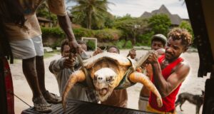 Kenyan NGO Rescues Turtles from Fishing Nets, Plastic Pollution, and Rising Sea Levels Kenyan NGO Rescues Turtles from Fishing Nets, Plastic Pollution, and Rising Sea Levels