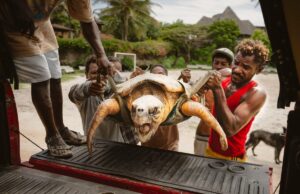 Kenyan NGO Rescues Turtles from Fishing Nets, Plastic Pollution, and Rising Sea Levels Kenyan NGO Rescues Turtles from Fishing Nets, Plastic Pollution, and Rising Sea Levels