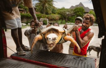 Kenyan NGO Rescues Turtles from Fishing Nets, Plastic Pollution, and Rising Sea Levels Kenyan NGO Rescues Turtles from Fishing Nets, Plastic Pollution, and Rising Sea Levels