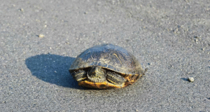 Pilot Dies in Crash While Attempting to Avoid Turtle on Runway, NTSB Reports Pilot Dies in Crash While Attempting to Avoid Turtle on Runway, NTSB Reports