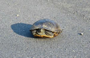 Pilot Dies in Crash While Attempting to Avoid Turtle on Runway, NTSB Reports Pilot Dies in Crash While Attempting to Avoid Turtle on Runway, NTSB Reports