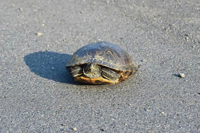 Pilot Dies in Crash While Attempting to Avoid Turtle on Runway, NTSB Reports Pilot Dies in Crash While Attempting to Avoid Turtle on Runway, NTSB Reports