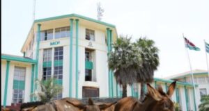 Moi University to Auction Donkeys and Dogs for Up to KSh 40K as Financial Woes Mount Moi University to Auction Donkeys and Dogs for Up to KSh 40K as Financial Woes Mount