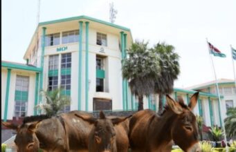 Moi University to Auction Donkeys and Dogs for Up to KSh 40K as Financial Woes Mount Moi University to Auction Donkeys and Dogs for Up to KSh 40K as Financial Woes Mount
