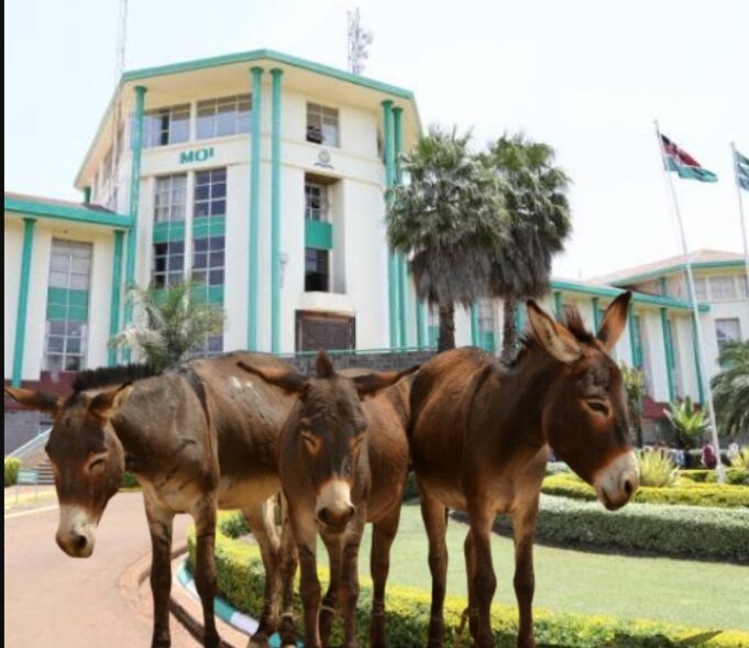 Moi University to Auction Donkeys and Dogs for Up to KSh 40K as Financial Woes Mount Moi University to Auction Donkeys and Dogs for Up to KSh 40K as Financial Woes Mount