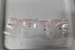 Two Chinese Scientists Accused of Smuggling Toxic Fungus