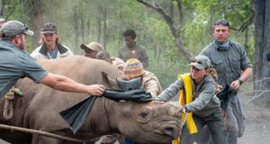10 Endangered Black Rhinos Relocated from South Africa to Mozambique 10 Endangered Black Rhinos Relocated from South Africa to Mozambique