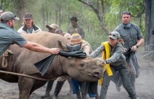 10 Endangered Black Rhinos Relocated from South Africa to Mozambique 10 Endangered Black Rhinos Relocated from South Africa to Mozambique