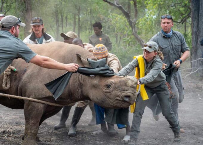 10 Endangered Black Rhinos Relocated from South Africa to Mozambique 10 Endangered Black Rhinos Relocated from South Africa to Mozambique