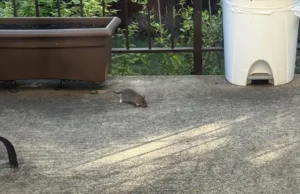 Rats in Montreal: the Opposition Asks for Concrete Action to Increase Complaints Rats in Montreal: the Opposition Asks for Concrete Action to Increase Complaints