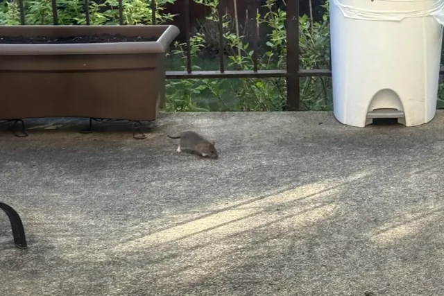 Rats in Montreal: the Opposition Asks for Concrete Action to Increase Complaints