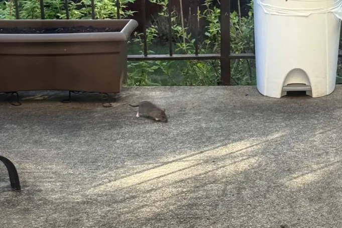 Rats in Montreal: the Opposition Asks for Concrete Action to Increase Complaints Rats in Montreal: the Opposition Asks for Concrete Action to Increase Complaints