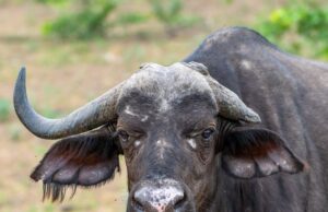 Buffalo kills American trophy hunter in South Africa Buffalo kills American trophy hunter in South Africa