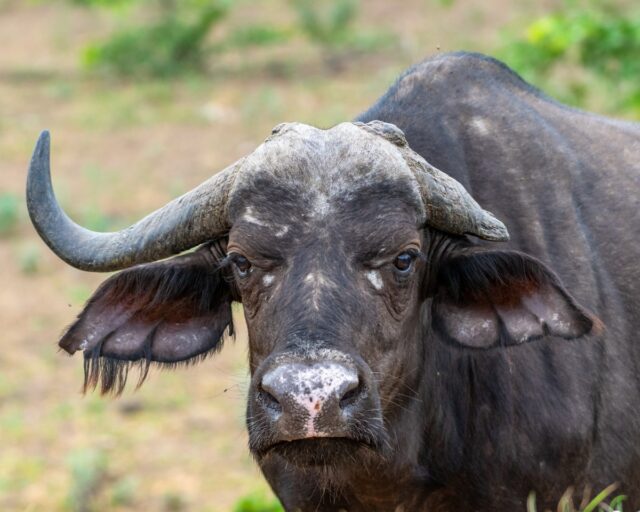 Buffalo kills American trophy hunter in South Africa