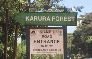 Karura Forest Entry Fees Rise Amid Fierce Management Dispute Karura Forest Entry Fees Rise Amid Fierce Management Dispute
