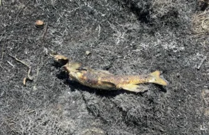 Bird blamed for dropping fish on power line, sparking “heavy fire” in Canada Bird blamed for dropping fish on power line, sparking "heavy fire" in Canada