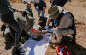 Rhino Horns Go Radioactive As Anti-Poaching Project Gets Off The Ground in South Africa Rhino Horns Go Radioactive As Anti-Poaching Project Gets Off The Ground in South Africa