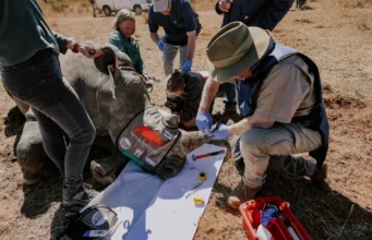 Rhino Horns Go Radioactive As Anti-Poaching Project Gets Off The Ground in South Africa Rhino Horns Go Radioactive As Anti-Poaching Project Gets Off The Ground in South Africa