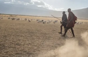 Maasai face pressure as Tanzania eyes relocations Maasai face pressure as Tanzania eyes relocations