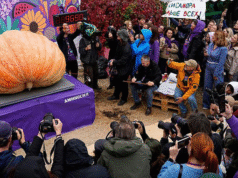 Russian pumpkin smashes record at 969 kilos Russian pumpkin smashes record at 969 kilos