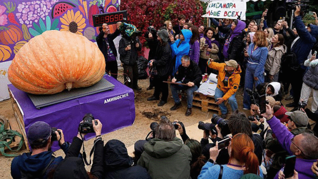 Russian pumpkin smashes record at 969 kilos