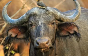 Nearly 100 buffaloes die in Namibia stampede Nearly 100 buffaloes die in Namibia stampede