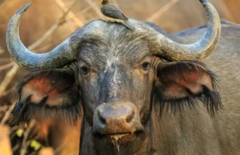 Nearly 100 buffaloes die in Namibia stampede Nearly 100 buffaloes die in Namibia stampede