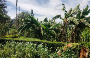 Kisii Man Confesses to Sleeping With Banana Tree on Live Radio