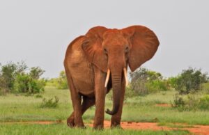 Kenyans to Enjoy Free Entry to Parks and Museums This Weekend Kenyans to Enjoy Free Entry to Parks and Museums This Weekend