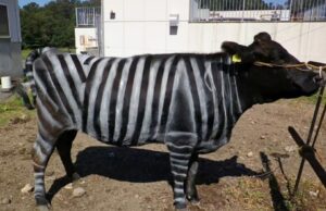 Cows painted with zebra stripes win scientists’ parody Nobel Prize Cows painted with zebra stripes win scientists’ parody Nobel Prize