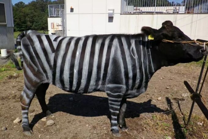 Cows painted with zebra stripes win scientists’ parody Nobel Prize Cows painted with zebra stripes win scientists’ parody Nobel Prize