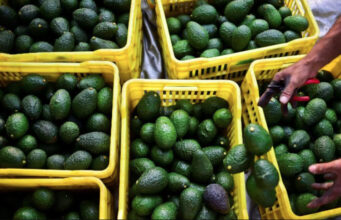 Kenya to Ban Sea Shipment of Avocados Until 2026 to Safeguard Quality Kenya to Ban Sea Shipment of Avocados Until 2026 to Safeguard Quality
