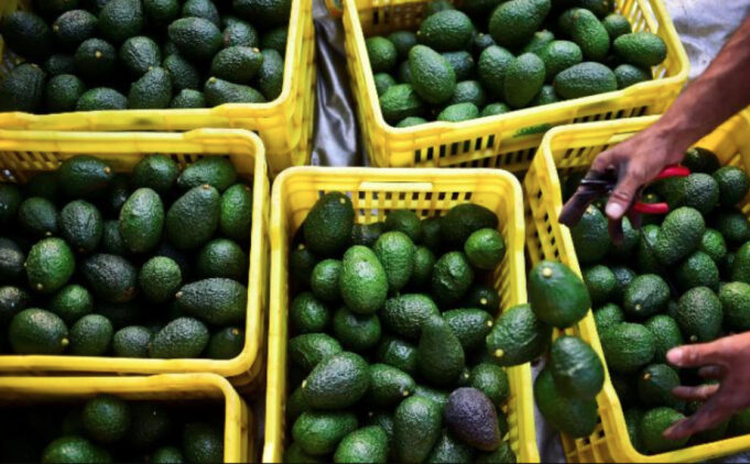 Kenya to Ban Sea Shipment of Avocados Until 2026 to Safeguard Quality Kenya to Ban Sea Shipment of Avocados Until 2026 to Safeguard Quality