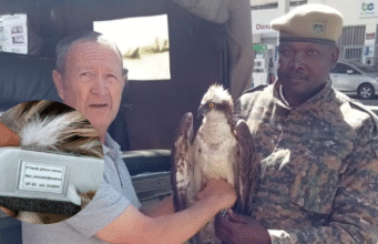 Migratory Bird With Russian Tag Rescued in Siaya After Getting Caught in Fishing Net Migratory Bird With Russian Tag Rescued in Siaya After Getting Caught in Fishing Net