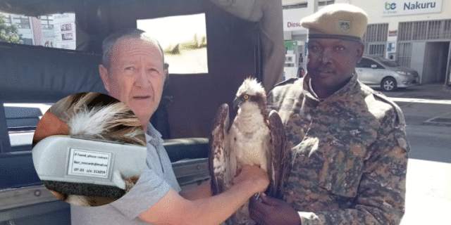 Migratory Bird With Russian Tag Rescued in Siaya After Getting Caught in Fishing Net
