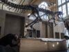 France to return smuggled dinosaur skeleton to Mongolia France to return smuggled dinosaur skeleton to Mongolia