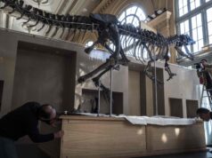 France to return smuggled dinosaur skeleton to Mongolia France to return smuggled dinosaur skeleton to Mongolia