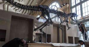 France to return smuggled dinosaur skeleton to Mongolia France to return smuggled dinosaur skeleton to Mongolia