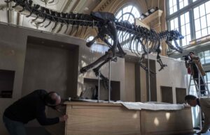 France to return smuggled dinosaur skeleton to Mongolia France to return smuggled dinosaur skeleton to Mongolia