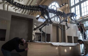 France to return smuggled dinosaur skeleton to Mongolia France to return smuggled dinosaur skeleton to Mongolia