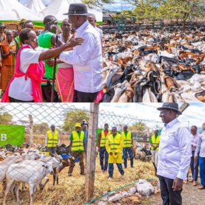 President Ruto/ Goat Selling Event/ Photo Courtesy 