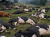 Kinangop Farmer Loses 48 Cows in Suspected Poisoning – Viral Photos Spark Outrage Online Kinangop Farmer Loses 48 Cows in Suspected Poisoning – Viral Photos Spark Outrage in Kenya / Photo Courtesy