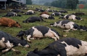 Kinangop Farmer Loses 48 Cows in Suspected Poisoning – Viral Photos Spark Outrage Online Kinangop Farmer Loses 48 Cows in Suspected Poisoning – Viral Photos Spark Outrage in Kenya / Photo Courtesy