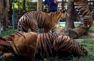 Virus Kills 72 Tigers – Criticism of Thailand’s Adventure Parks Virus Kills 72 Tigers