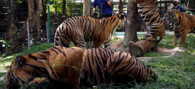 Virus Kills 72 Tigers – Criticism of Thailand’s Adventure Parks Virus Kills 72 Tigers